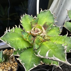 アガベ　子株各種の画像