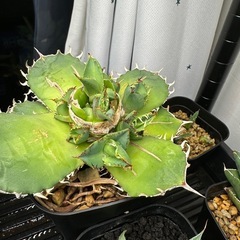 アガベ　子株各種の画像