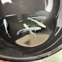 初心者さんオススメ🔰説明読んでください(  . .)"の画像