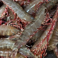 漁師直売足赤えびの画像