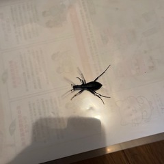 マイマイカブリの画像