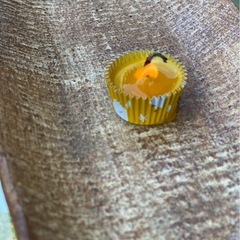 日本みつばち養蜂　ビギナーレベルの仲間募集 - メンバー募集