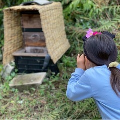 日本みつばち養蜂　ビギナーレベルの仲間募集 - 鹿児島市