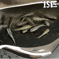 黒ラメメダカの画像