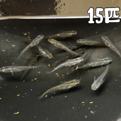 黒ラメメダカの画像