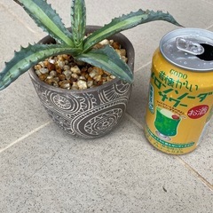 アガベ・エクスパンサ・パリーダ（鉢植え）の画像