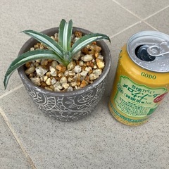 アガベ・メディオピクタ・アルバの画像