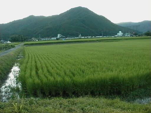 1☆新米　高田農園のこしひかり玄米24kg 15000円 全国送料無料☆