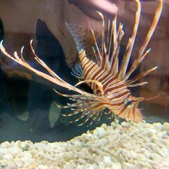 ハナミノカサゴの画像