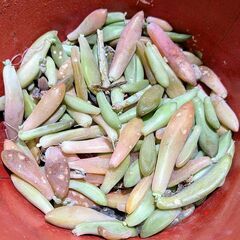 多肉植物 葉挿しの葉の画像