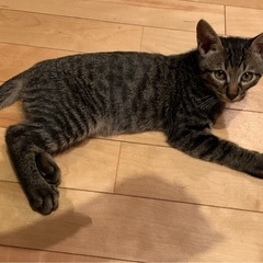 【フレンドリーです】キジトラ・男の子・もうすぐ3ヶ月