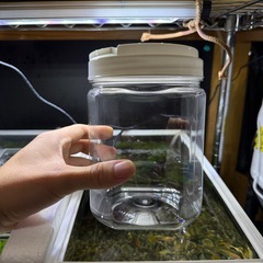 TAXiグッピーの画像