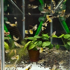 TAXiグッピーの画像