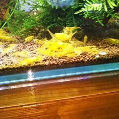 ★20匹+α　イエローチェリーシュリンプ★の画像