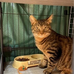 里親を募集しています