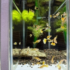 ゴールデンTAXiグッピーの画像