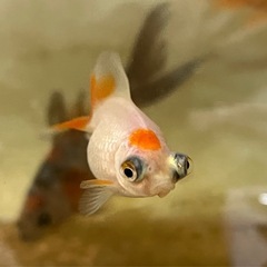 【お話し中】出目ピンポンパール　金魚の画像