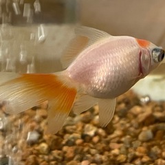 【お話し中】出目ピンポンパール　金魚の画像