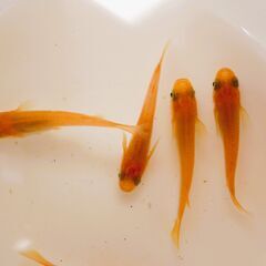 No.170【③楊貴妃メダカ　幼魚 5匹 150円】の画像