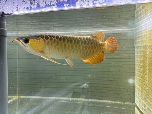 大型魚 熱帯魚 大型熱帯魚