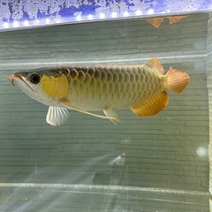 大型魚 熱帯魚 大型熱帯魚の画像