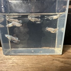 フジアクアグリーン様直系　そうめんSG　3ペアの画像