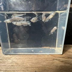 フジアクアグリーン様直系　そうめんSG　3ペアの画像