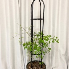 這沢 クレマチス オベリスク（交渉中）の画像