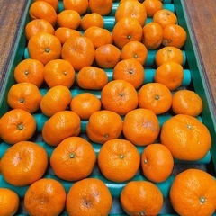 三ケ日みかん家庭用10キロの画像