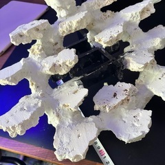 人工ライブロック白色 約5kg＋ 吊り下げ風レイアウト用の画像