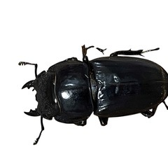 スマトラヒラタ　アチェ産の画像