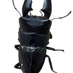 スマトラヒラタ　アチェ産の画像