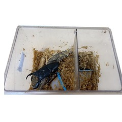 スマトラヒラタ　アチェ産の画像