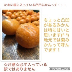 三ケ日みかん小玉10キロの画像
