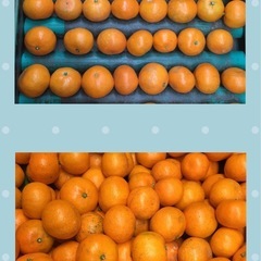 三ケ日みかん小玉10キロの画像