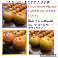 三ケ日みかん小玉10キロの画像