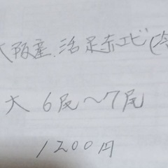 漁師直売足赤えびの画像