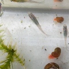 メダカ　ラメ入り　残り５匹　ラムズホーン５匹付きの画像