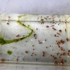 メダカ　ラメ入り　残り５匹　ラムズホーン５匹付きの画像