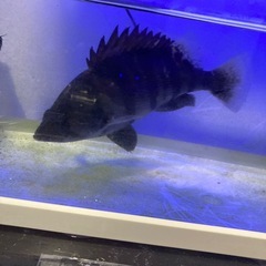 メニーバータイガー  15cmの画像