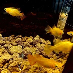 メダカイベント個体⭐︎早い者勝ち⭐︎の画像