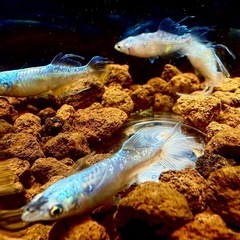 メダカイベント個体⭐︎早い者勝ち⭐︎の画像