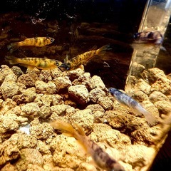 メダカイベント個体⭐︎早い者勝ち⭐︎の画像