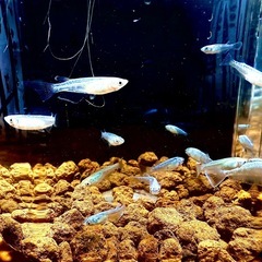 メダカイベント個体⭐︎早い者勝ち⭐︎の画像