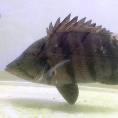 メニーバータイガー  15cmの画像