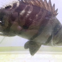 メニーバータイガー  15cmの画像