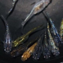 お買い得！100匹10000円高級メダカも入れます！の画像