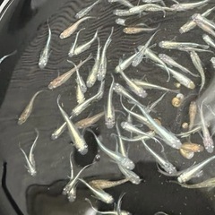 お買い得！100匹10000円高級メダカも入れます！の画像