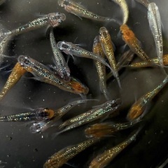 お買い得！100匹10000円高級メダカも入れます！の画像