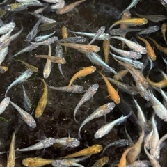 お買い得！100匹10000円高級メダカも入れます！の画像